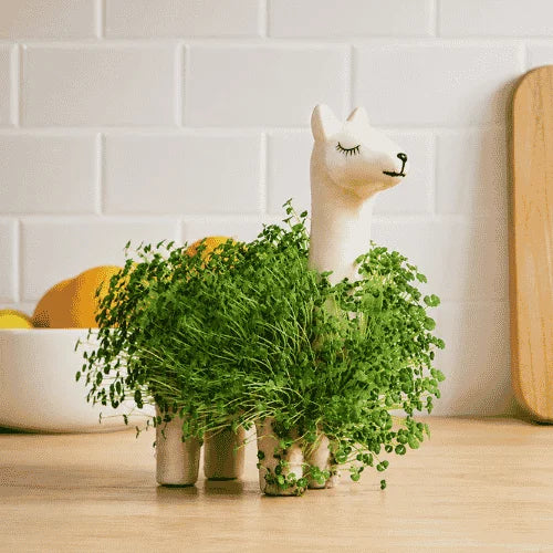 Llama Mágica